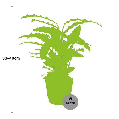 Calathea Rufibarba ‘Tropistar’ – Tropische Zimmerpflanze 14cm