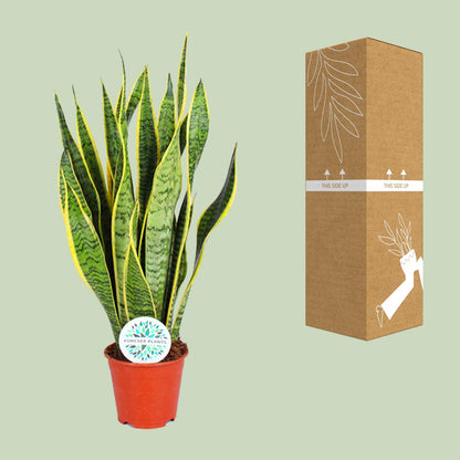 Sansevieria Trifasciata Laurentii – Pflegeleichte Luftreiniger-Pflanze Ø14cm