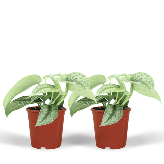 Scindapsus Pictus Trebie – 2er Set Ø12cm, pflegeleicht
