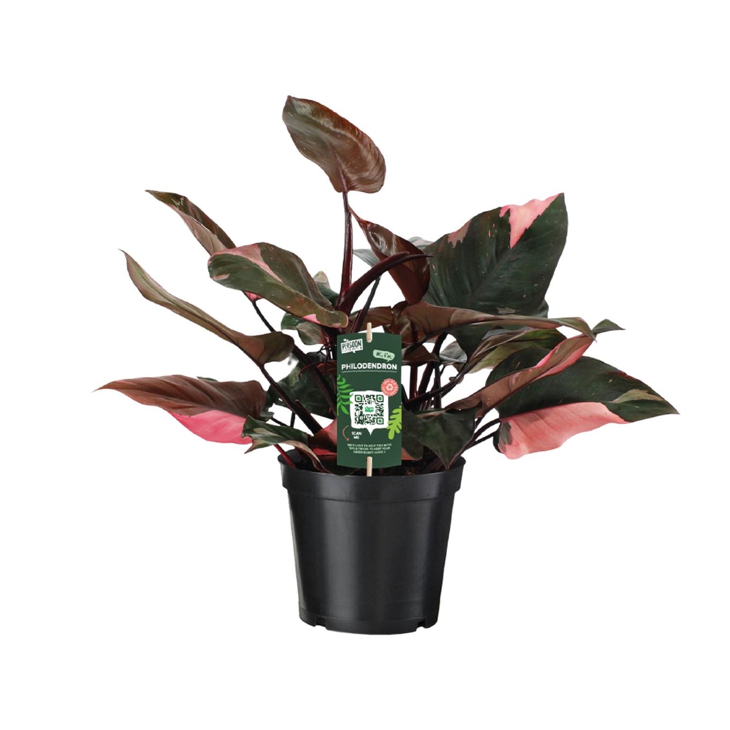Philodendron Pink Princess – Pflegeleichte Zimmerpflanze Ø19 cm