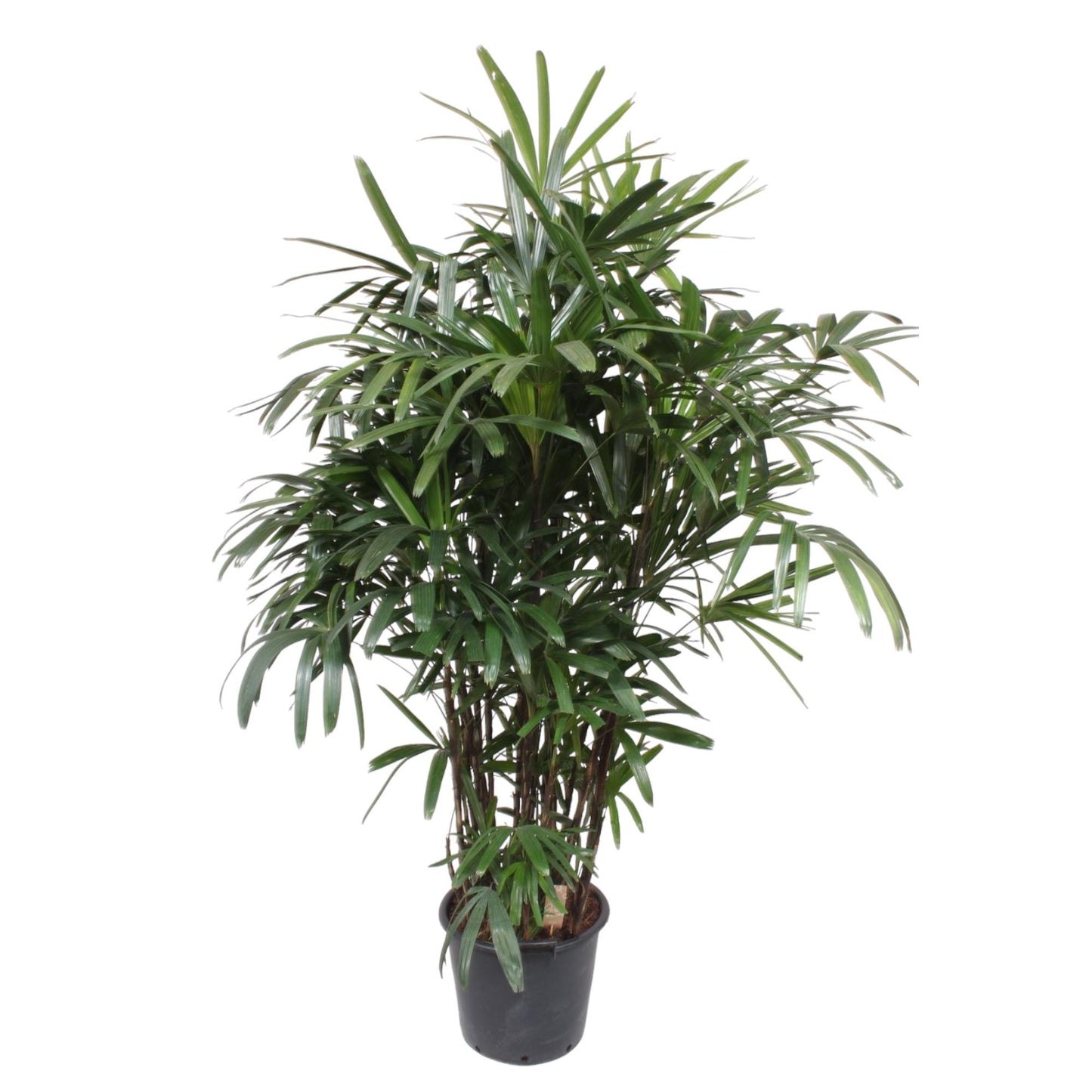 Rhapis Excelsa Damenpalme – 190 cm, ø40 cm