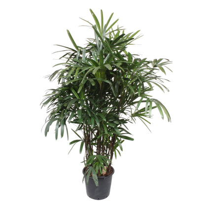 Rhapis Excelsa Damenpalme – 190 cm, ø40 cm