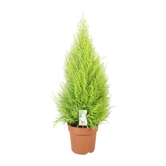 Goldzypresse 'Wilma' – Pflegeleichte Zimmer- & Gartenpflanze Ø21cm