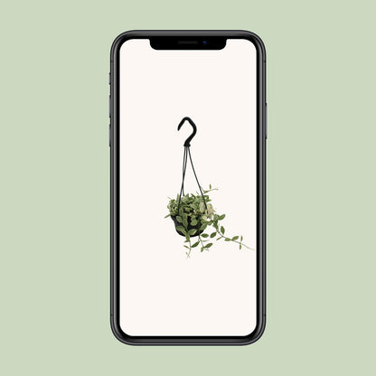 Dischidia Ionantha – Pflegeleichte Ameisenpflanze Ø10,5 cm