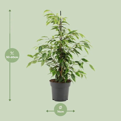 Ficus Benjamina Anastasia – Pflegeleichte Zimmerpflanze Ø14cm