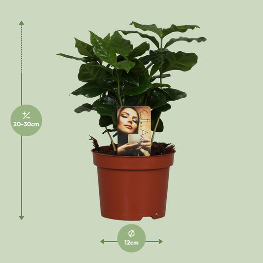Coffea arabica – Aromatische Kaffeepflanze Ø12cm