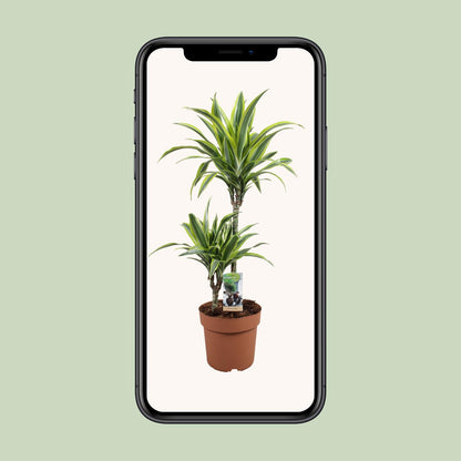 Dracaena Lemon Lime – Pflegeleichter Drachenbaum Ø21cm, 90cm hoch