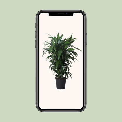 Dracaena Janet Craig – Pflegeleichter Drachenbaum Ø27cm, 120cm hoch