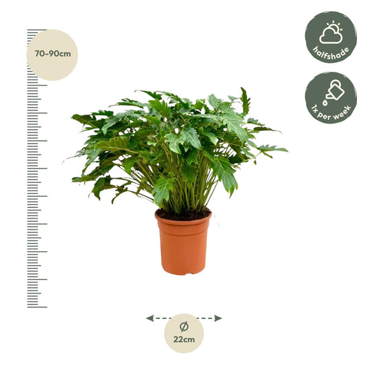 Philodendron Xanadu – Pflegeleichte tropische Zimmerpflanze