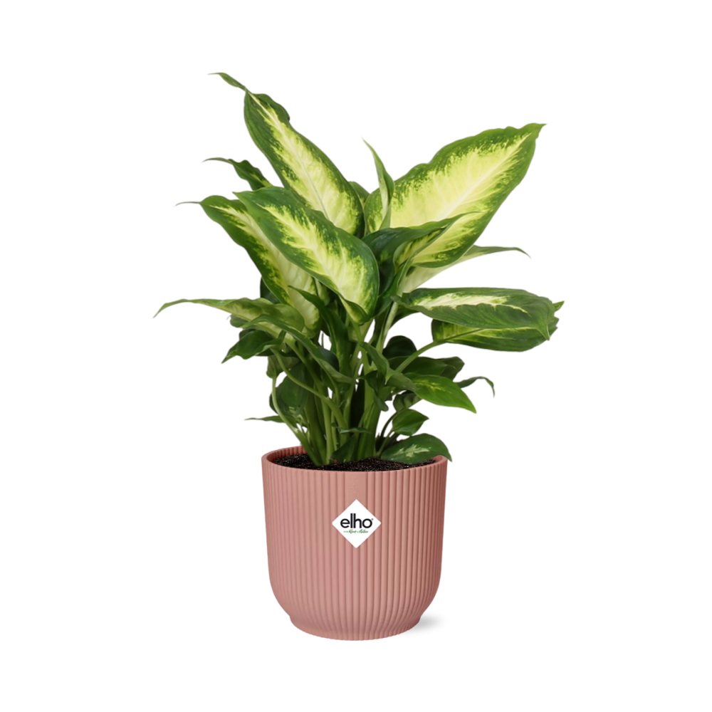 Dieffenbachia ‘Camilla’ in ELHO Vibes Fold 14cm rosa – pflegeleicht & luftreinigend