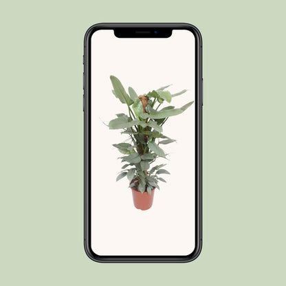 Philodendron Hastatum – Tropische Zimmerpflanze Ø27cm