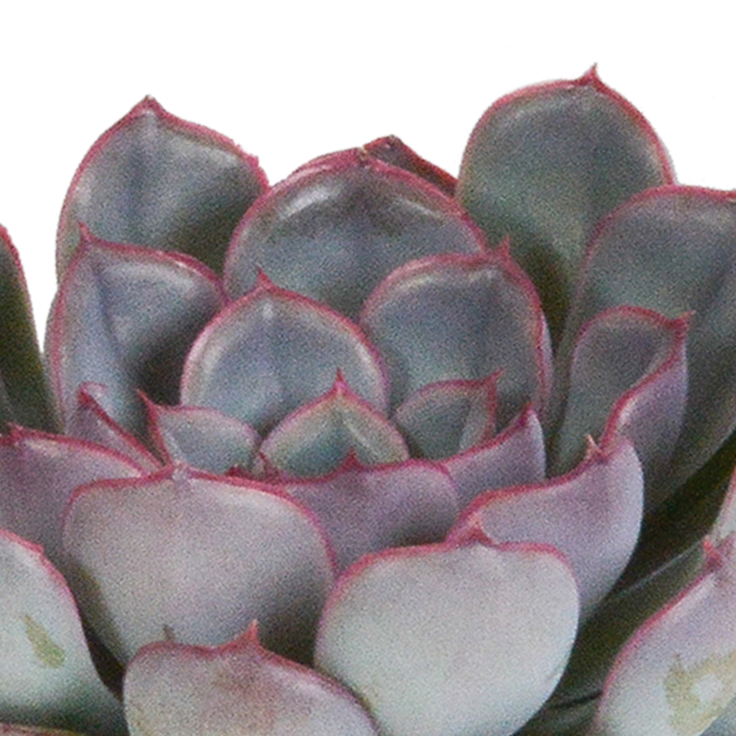 Echeveria-Mischung 3er Set – Pflegeleichte Sukkulenten