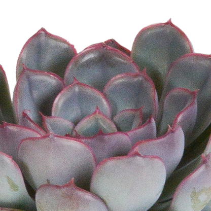 Echeveria-Mischung 3er Set – Pflegeleichte Sukkulenten