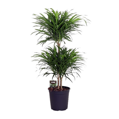 Dracaena Reflexa Anita – Pflegeleichter Drachenbaum Ø24cm, 90cm hoch
