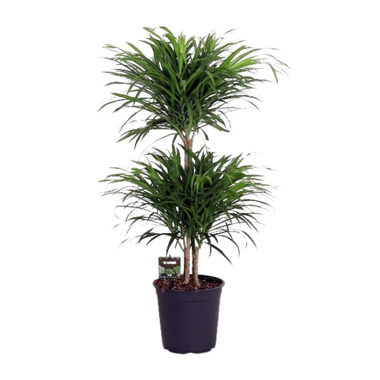 Dracaena Reflexa Anita – Pflegeleichter Drachenbaum Ø24cm, 90cm hoch