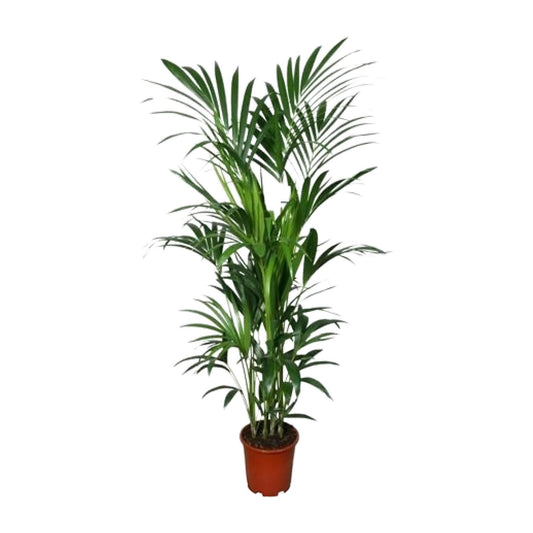 Kentia Palme – Elegante, pflegeleichte Zimmerpflanze 180 cm