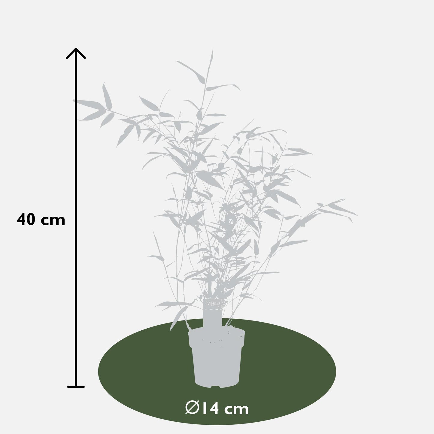 Phyllostachys 'Bissetii' – Winterharter Bambus im Ø14cm Topf
