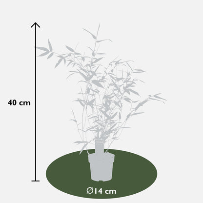 Phyllostachys 'Bissetii' – Winterharter Bambus im Ø14cm Topf