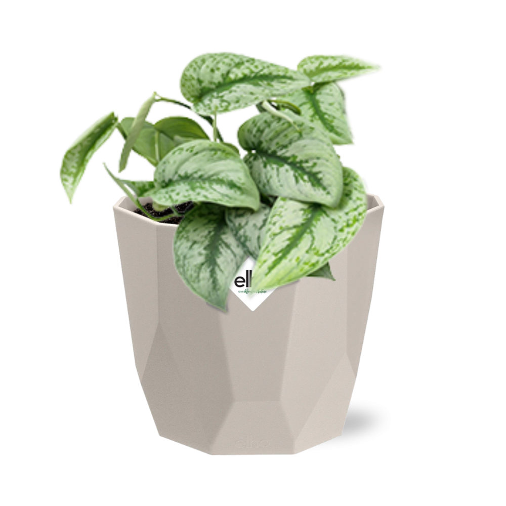 Scindapsus Pictus ‘Trebie’ in ELHO b.for rock 14 cm warm grey