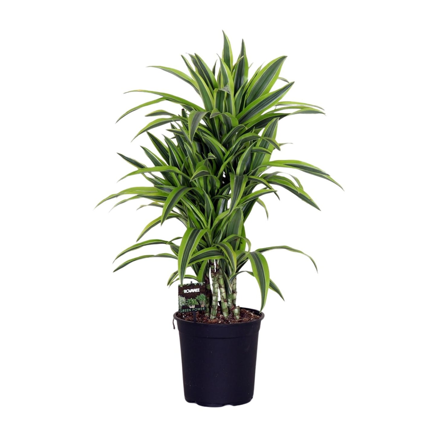 Dracaena Fragrans Lemon Lime – Pflegeleichte exotische Zimmerpflanze Ø24cm