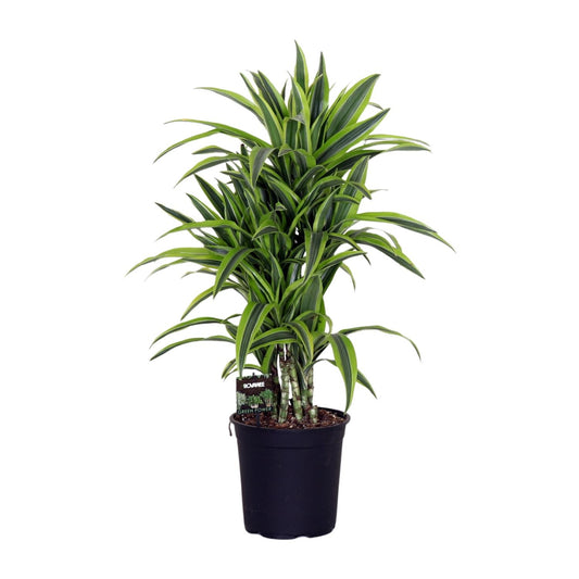 Dracaena Fragrans Lemon Lime – Pflegeleichte exotische Zimmerpflanze Ø24cm