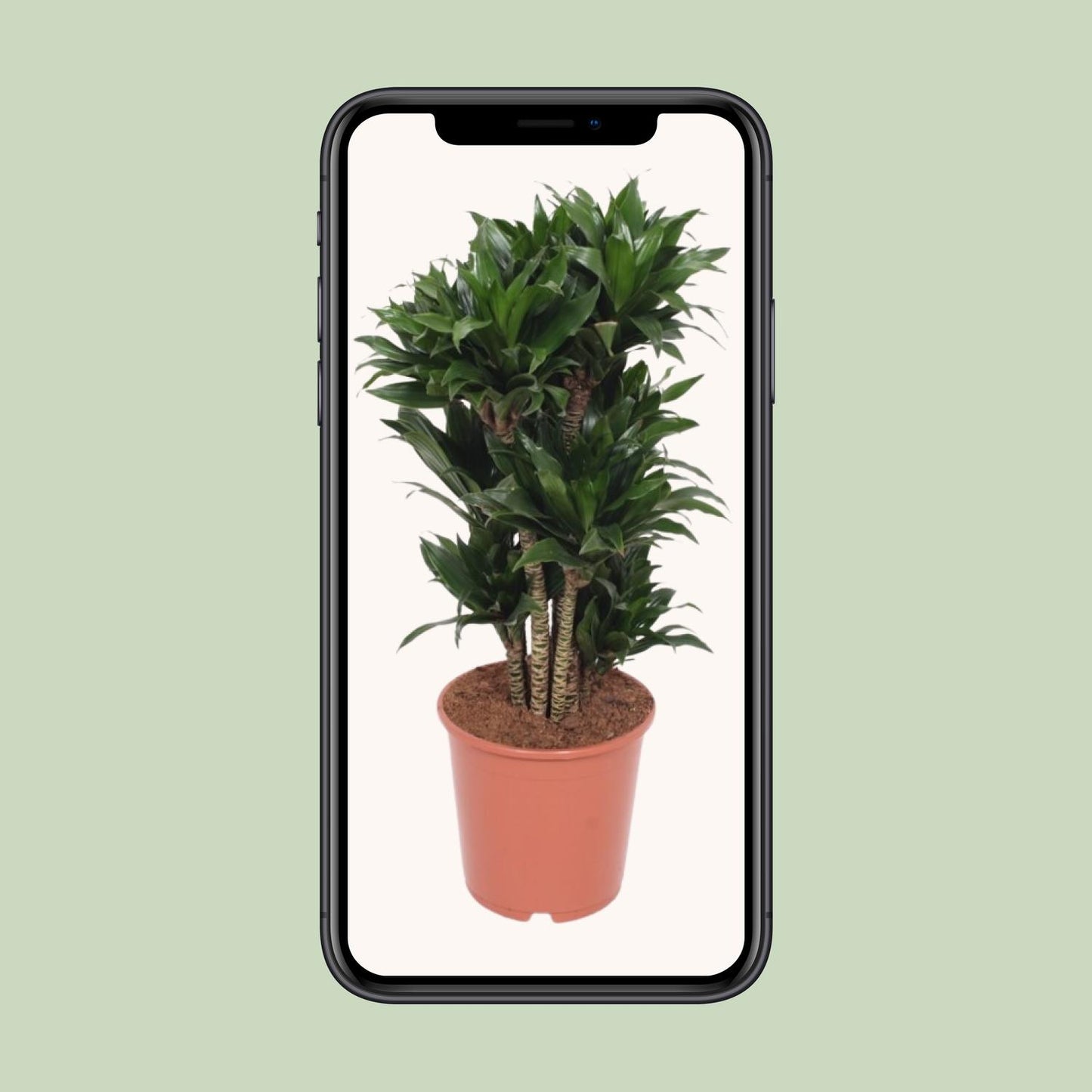 Dracaena Compacta – Pflegeleichter Drachenbaum Ø24cm