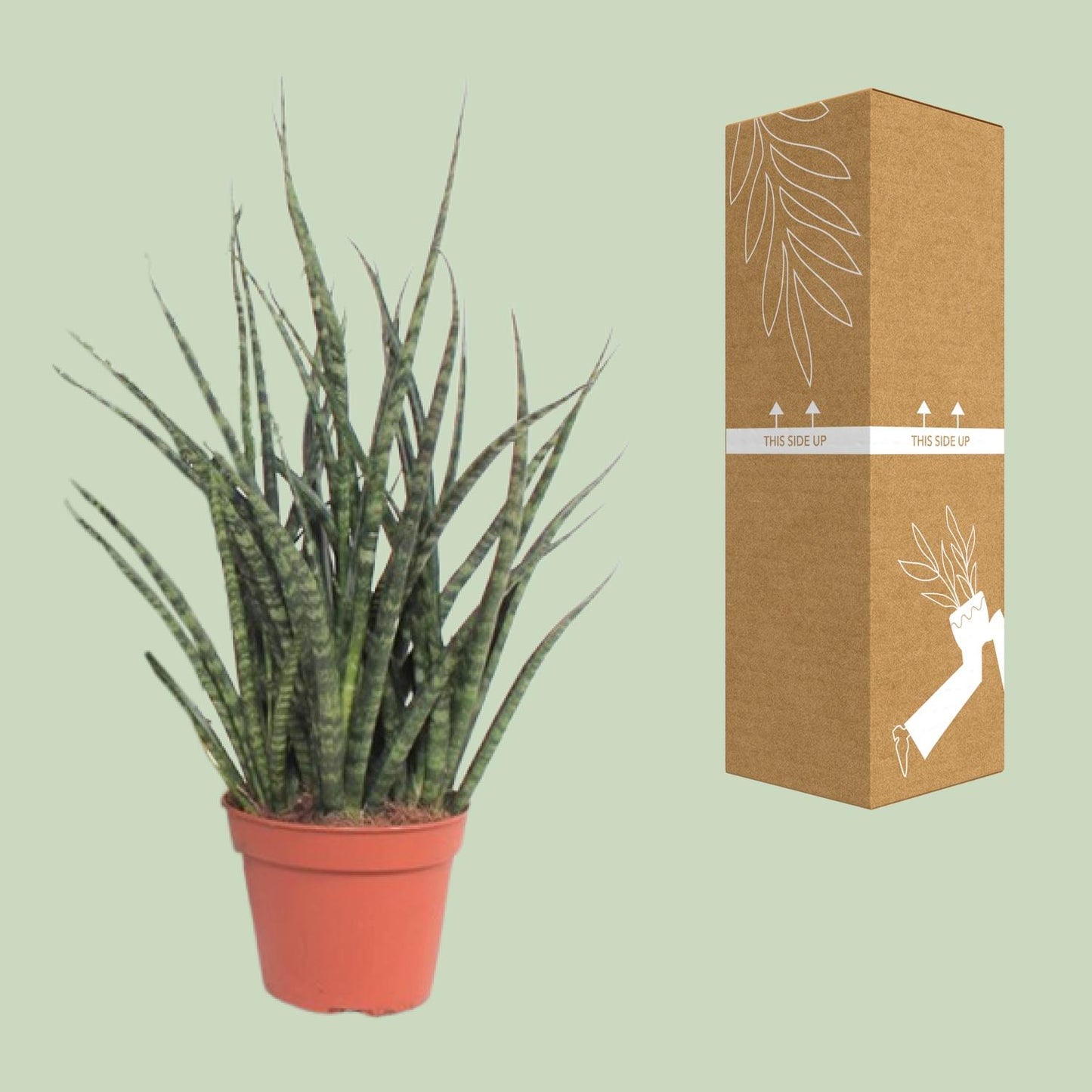 Sansevieria Fernwood Punk – Pflegeleichte Zimmerpflanze Ø12cm