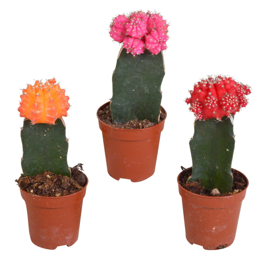 Gymnocalycium Mix – Farbenfrohe veredelte Sukkulenten 3er Set