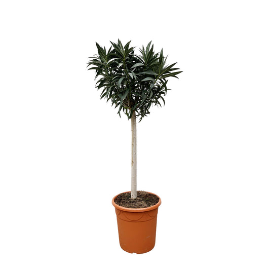 Nerium Oleander Stamm mit rosa Blüten – 200 cm, Ø35 cm