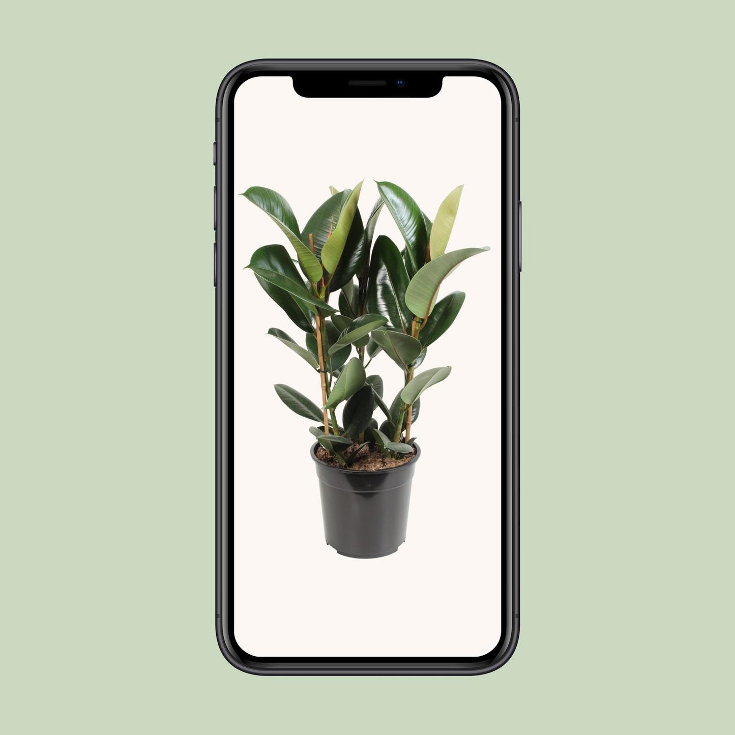 Ficus Elastica Robusta – Pflegeleichter Gummibaum Ø27cm