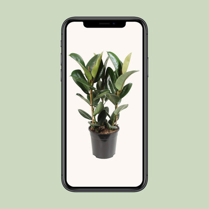 Ficus Elastica Robusta – Pflegeleichter Gummibaum Ø27cm