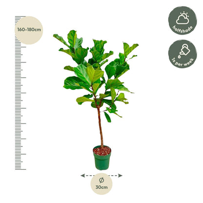 Ficus Lyrata Stamm – 170 cm – Pflegeleichte Zimmerpflanze