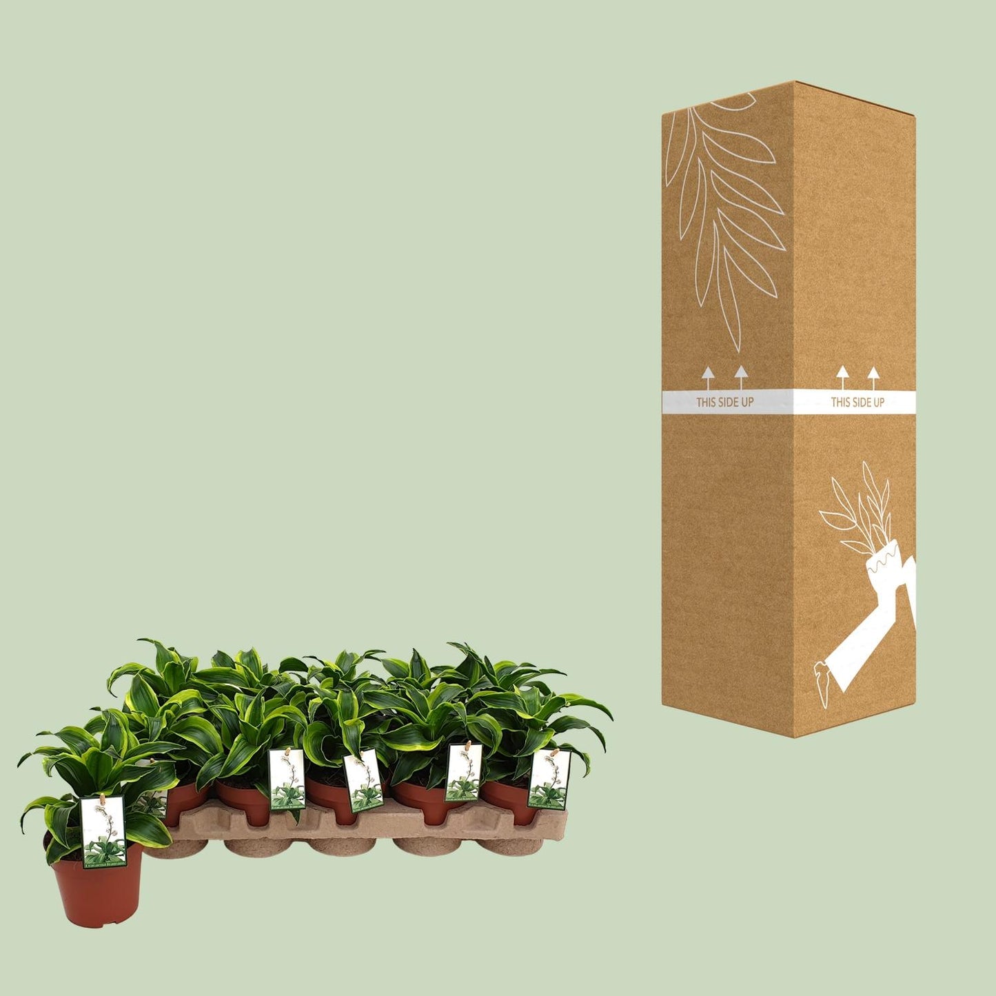 Dracaena Tornado – Pflegeleichter Drachenbaum Ø12cm