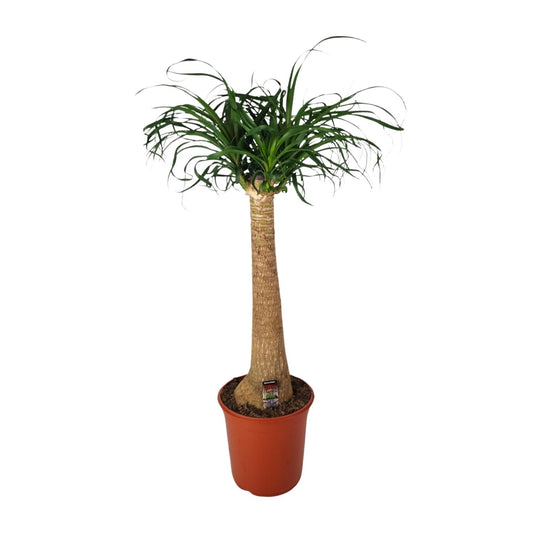 Beaucarnea Nolina – Pflegeleichte Zimmerpflanze Ø24cm, 95cm hoch