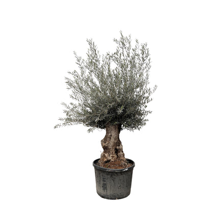 Olea Europaea Bonsai – Eleganter Olivenbaum 270 cm