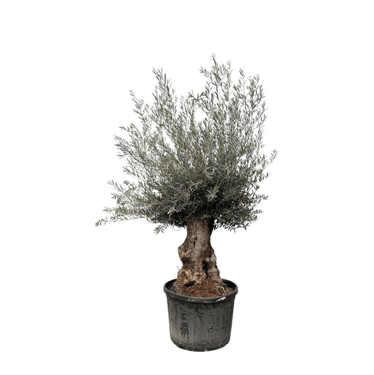 Olea Europaea Bonsai – Eleganter Olivenbaum 270 cm