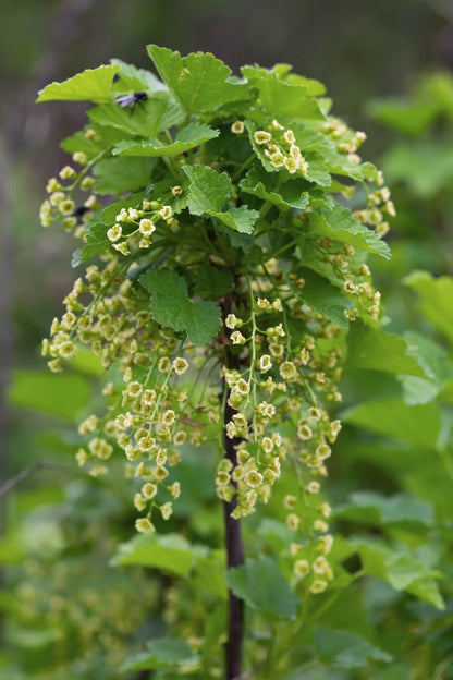 Ribes nigrum 'Ben Nevis' – Schwarze Johannisbeere Ø13cm, ca. 45cm hoch