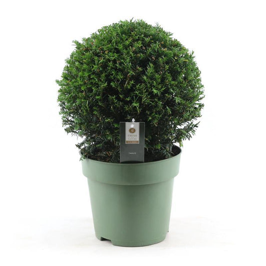 Eibe Kugel Ø32cm – Immergrüne, pflegeleichte Gartenpflanze