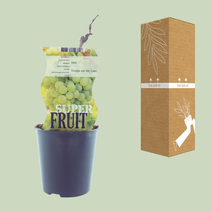 Vitis Vroege Van Der Laan – Weiße Traube Ø12cm, 30cm hoch