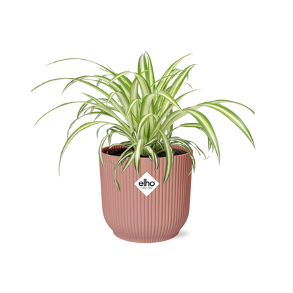 Chlorophytum Comosum Variegatum in ELHO Vibes Fold 14cm roze