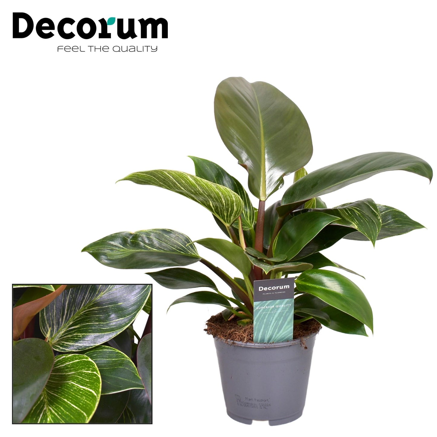 Philodendron Maximus – Pflegeleichte XXL-Zimmerpflanze Ø14cm