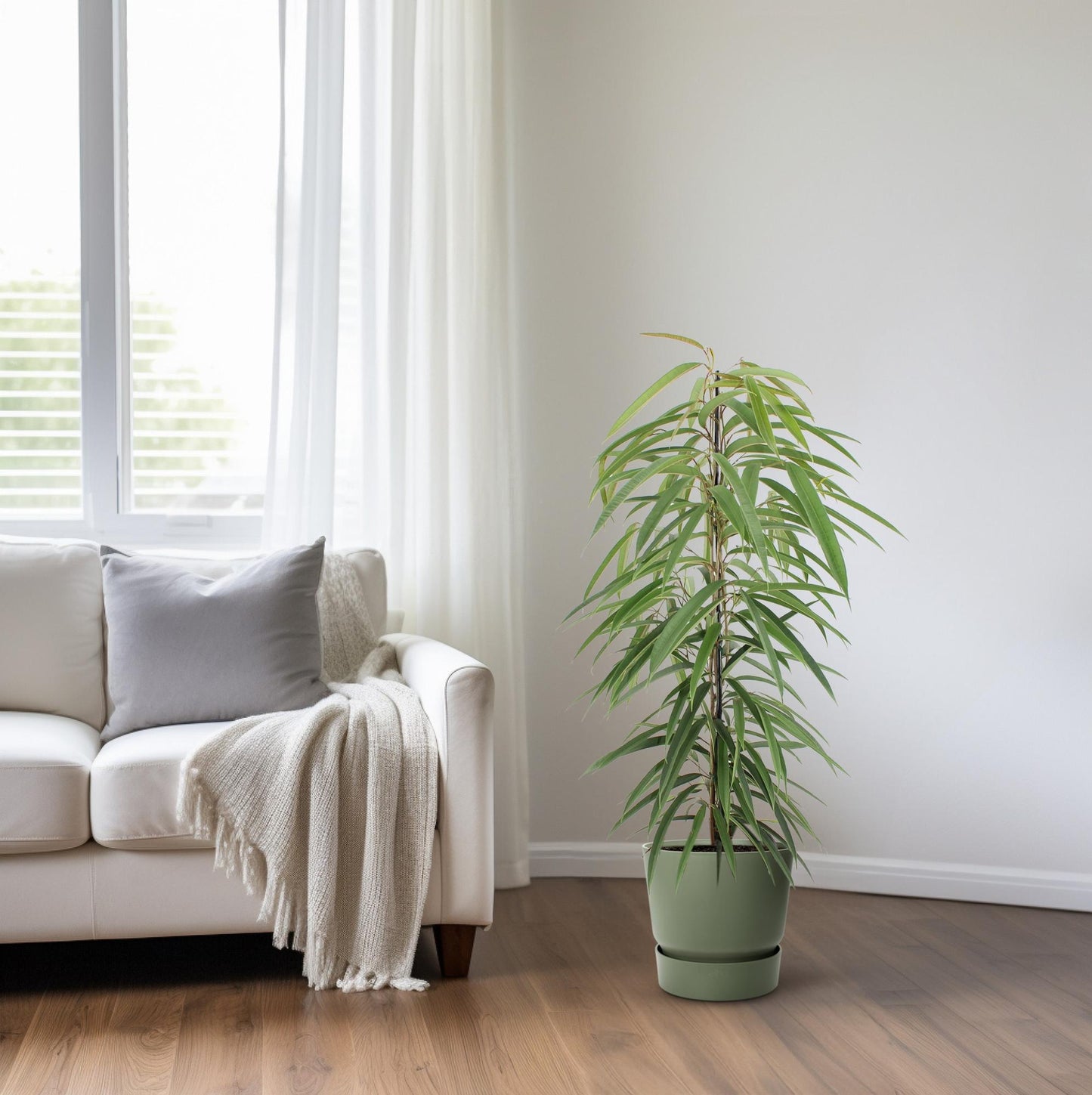 Ficus Binnendijkii Alii – Pflegeleichte luftreinigende Zimmerpflanze Ø21cm
