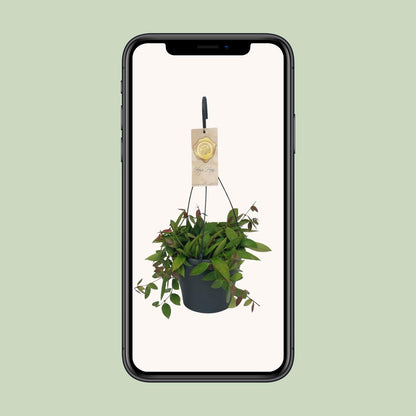 Hoya Gracilix - Ø19cm - ↕20cm