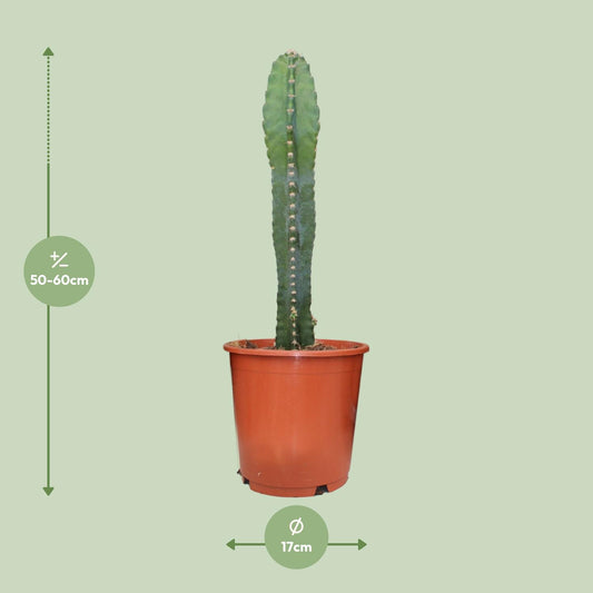 Cereus Peruvianus – Pflegeleichter Zimmerkaktus Ø17cm