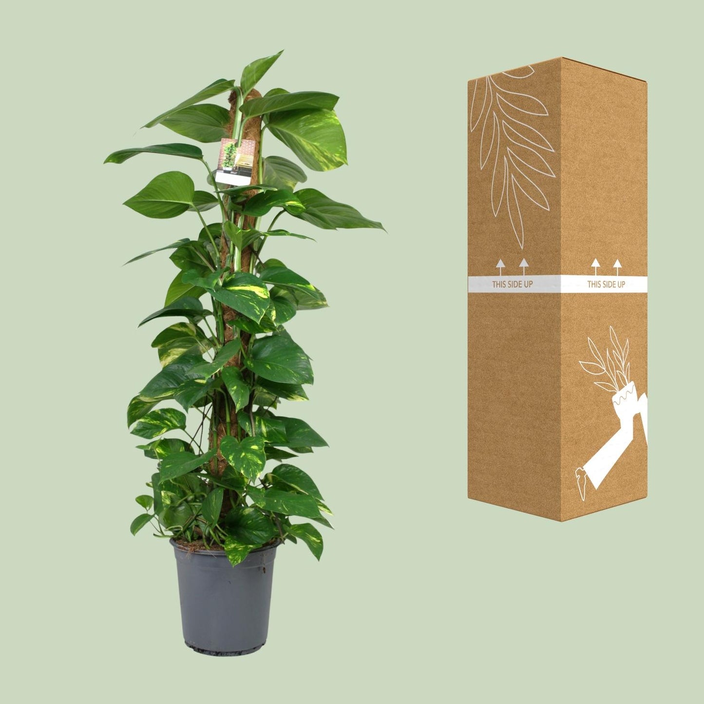 Scindapsus Epipremnum – Pflegeleichte Zimmerpflanze Ø24cm