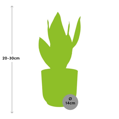 Sansevieria Futura Superba in ELHO Vibes Fold 14cm Gelb