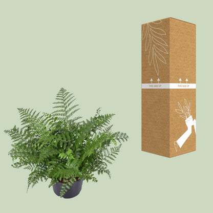Asplenium Parvati – Eleganter pflegeleichter Zimmerfarn Ø23cm
