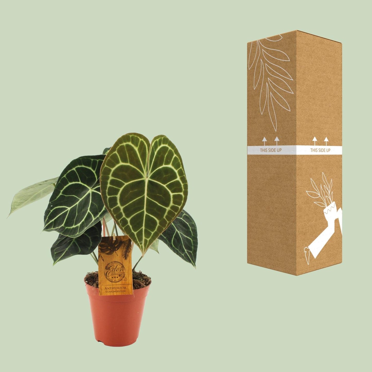 Anthurium Clarinervium – Pflegeleichte Zimmerpflanze Ø15cm