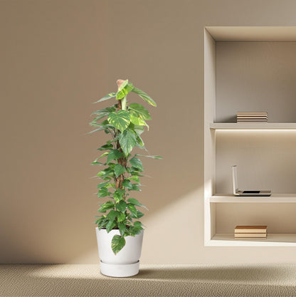 Epipremnum Aureum Mosstok – Pflegeleichte Kletterpflanze 150 cm