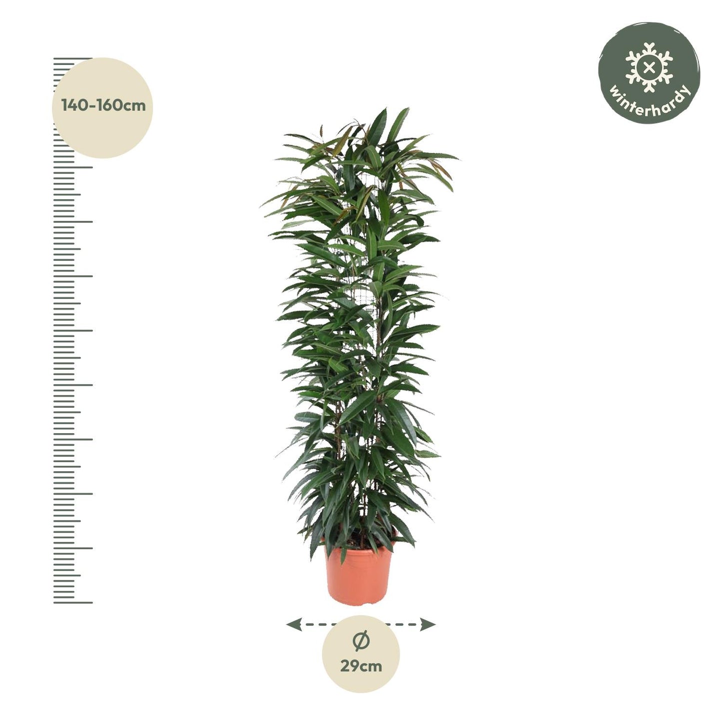 Ficus Alii King – Pflegeleichte elegante Zimmerpflanze 150 cm
